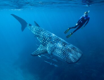 Whale Shark Swimming et Sighting with Isla Mujeres Visit