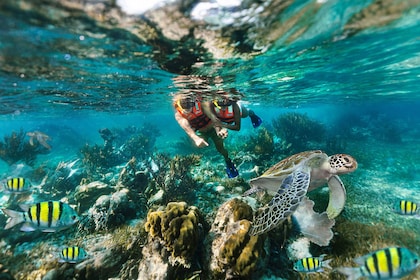 Buceo de arrecife en el Parque Nacional desde Cancún con almuerzo junto a l...